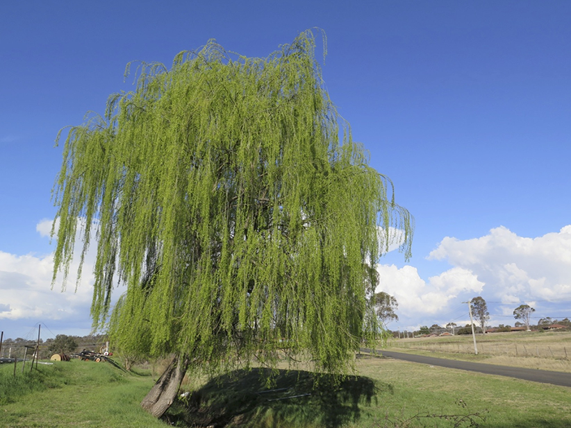 Identifying Willow Trees