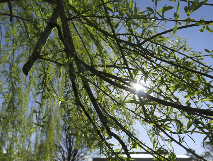 View Of In The Shadow Of A Willow Tree A Community Garden - 